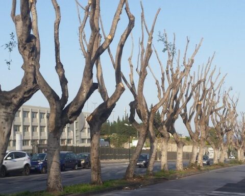 alberi capitozzati in Circonvallazione